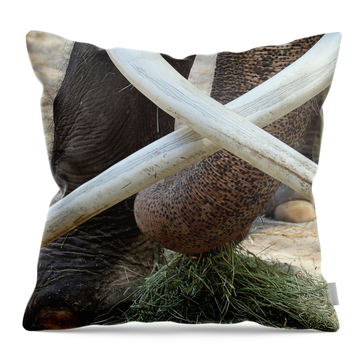 Elephant Throw Pillow featuring the photograph Crossed Tusks by M Kathleen Warren