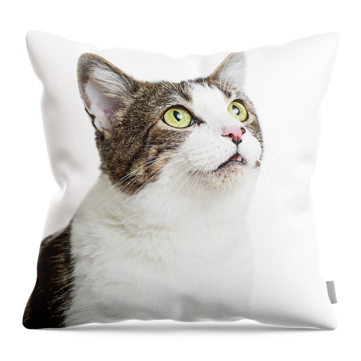 White Background Throw Pillow featuring the photograph Curious Cat Close-up Looking Up by Good Focused