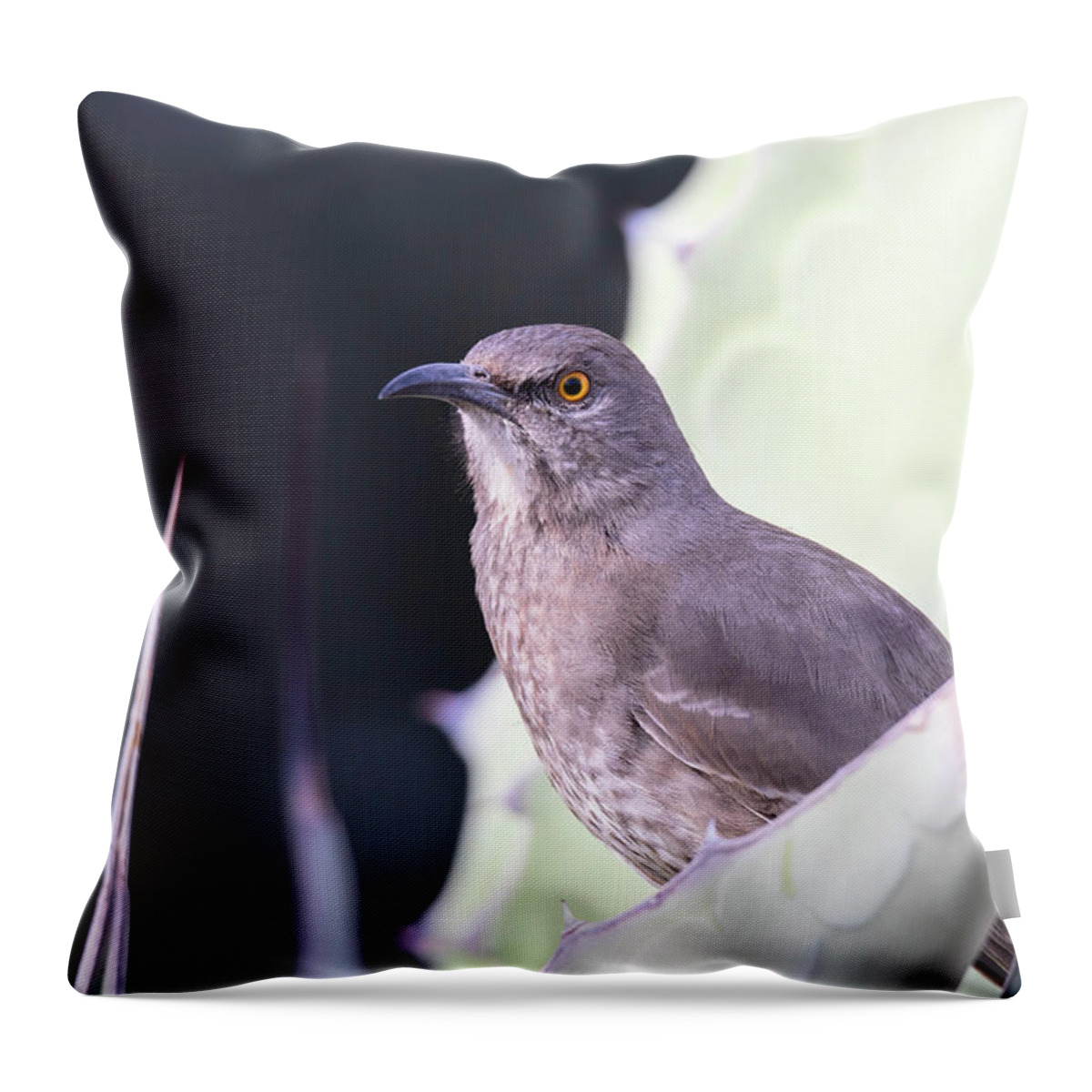 Thrasher Throw Pillow featuring the photograph Curve Billed Thrasher by Susan Rissi Tregoning