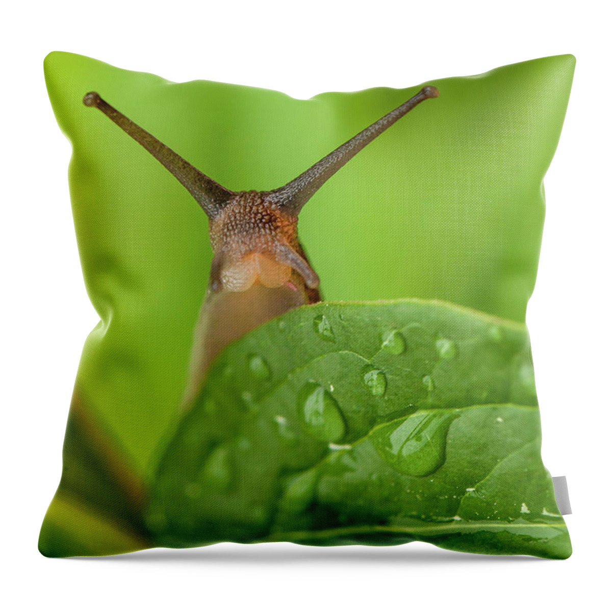 Garden Throw Pillow featuring the photograph Cute garden snail long tentacles on leaf by Simon Bratt