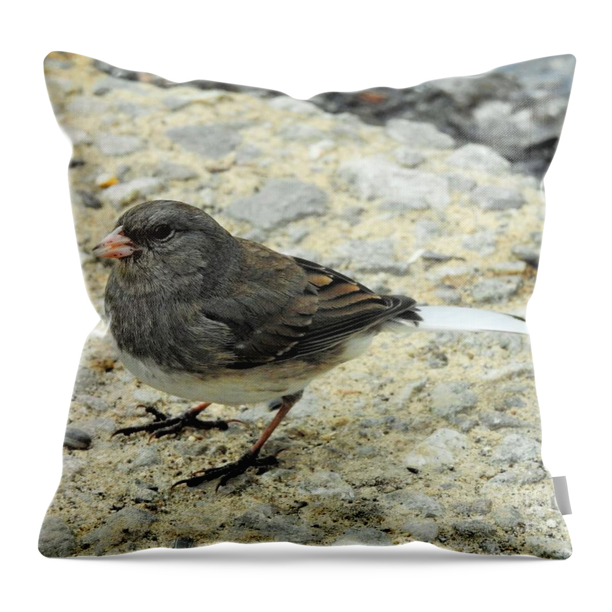 Junco Throw Pillow featuring the photograph Daark Eyed Junco by Eunice Miller