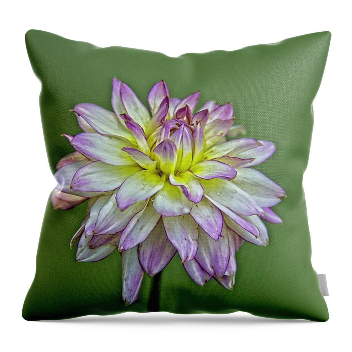 Flower Throw Pillow featuring the photograph Dahlia Delight by Allen Nice-Webb