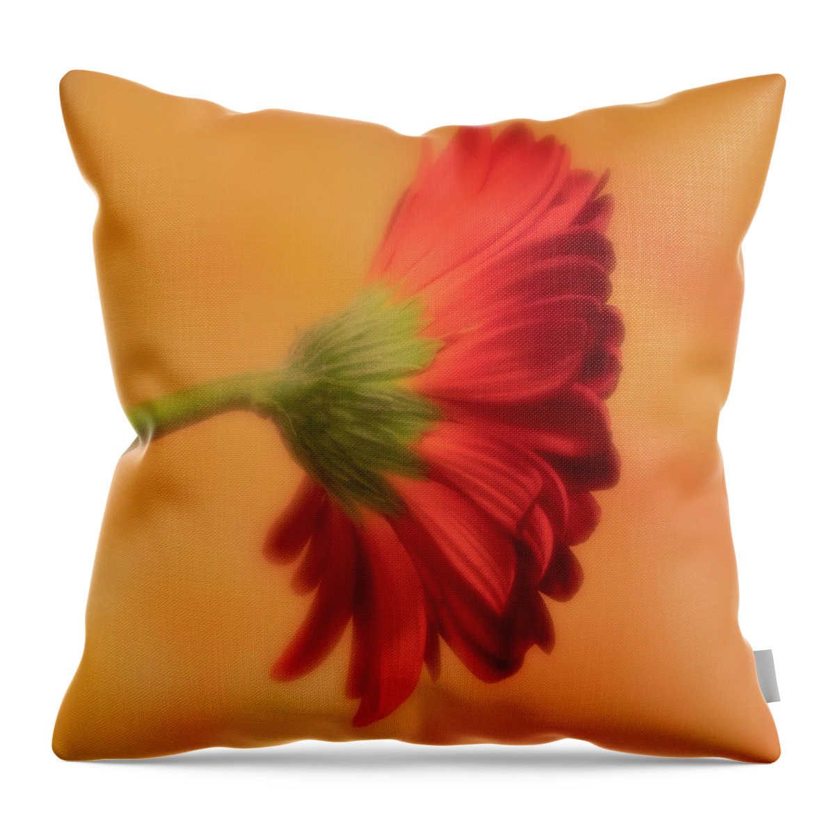 Gerber Daisy Throw Pillow featuring the photograph Daisy In Repose by Forest Floor Photography