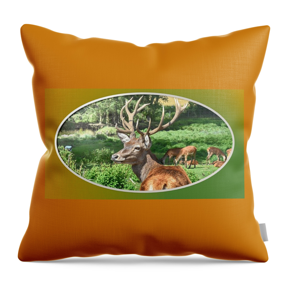 Deer Throw Pillow featuring the photograph Deer with Antlers by Nancy Ayanna Wyatt