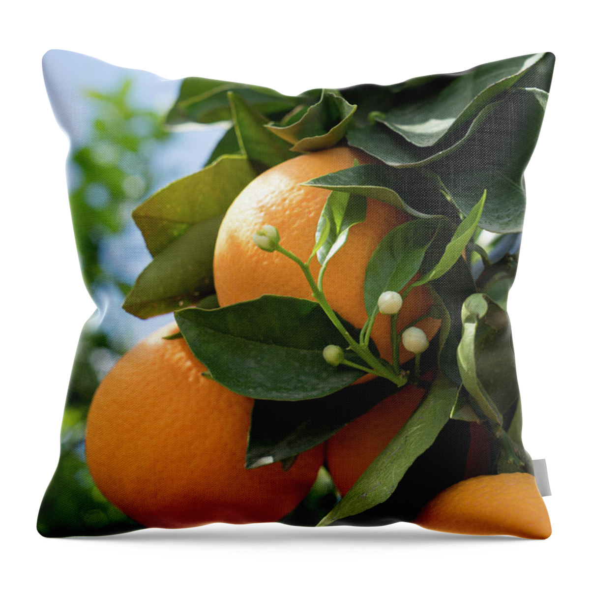 Orange Blossom Throw Pillow featuring the photograph Delicious oranges and white buds, orange blossom in Spain by Adriana Mueller