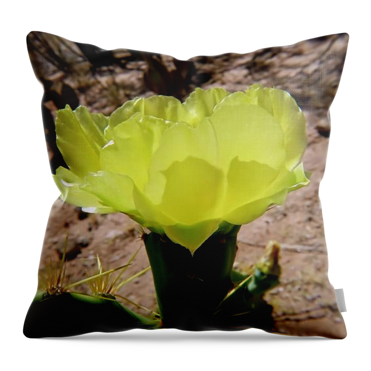 American Southwest Throw Pillow featuring the photograph Desert Bloom by Judy Kennedy
