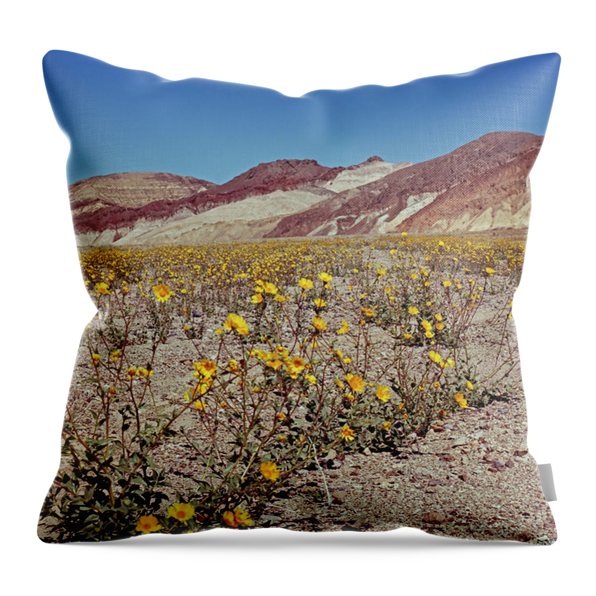 Tom Daniel Throw Pillow featuring the photograph Desert Gold Super Bloom by Tom Daniel