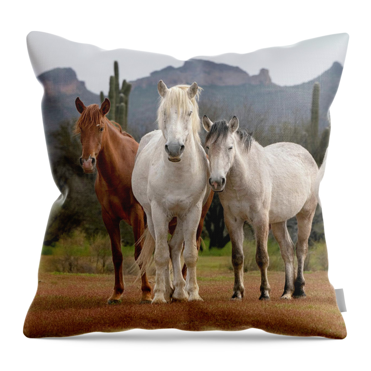 Stallion Throw Pillow featuring the photograph Desert Pose. by Paul Martin