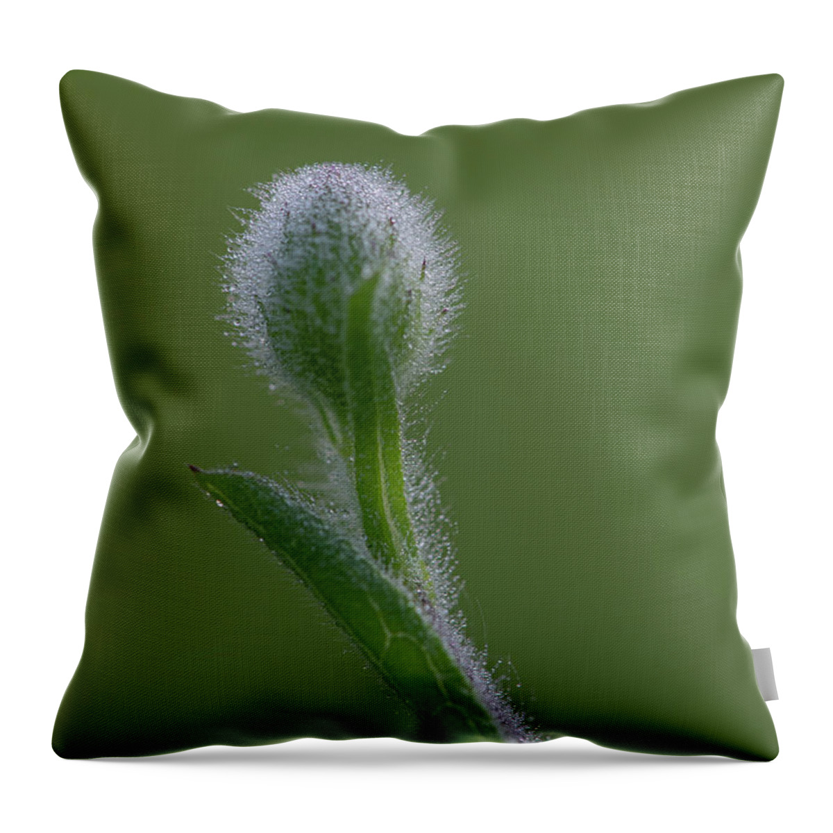 Dew Throw Pillow featuring the photograph Dew On A Groundsel Bud by Karen Rispin