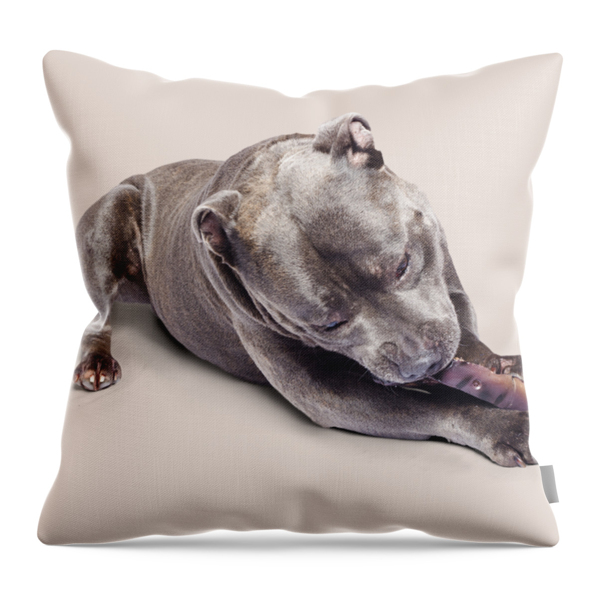 Pets Throw Pillow featuring the photograph Dog eating chew toy by Jorgo Photography