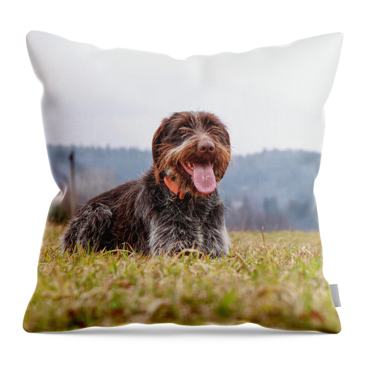 Bohemian Wire Throw Pillow featuring the photograph Bohemian Wire is relaxing by Vaclav Sonnek