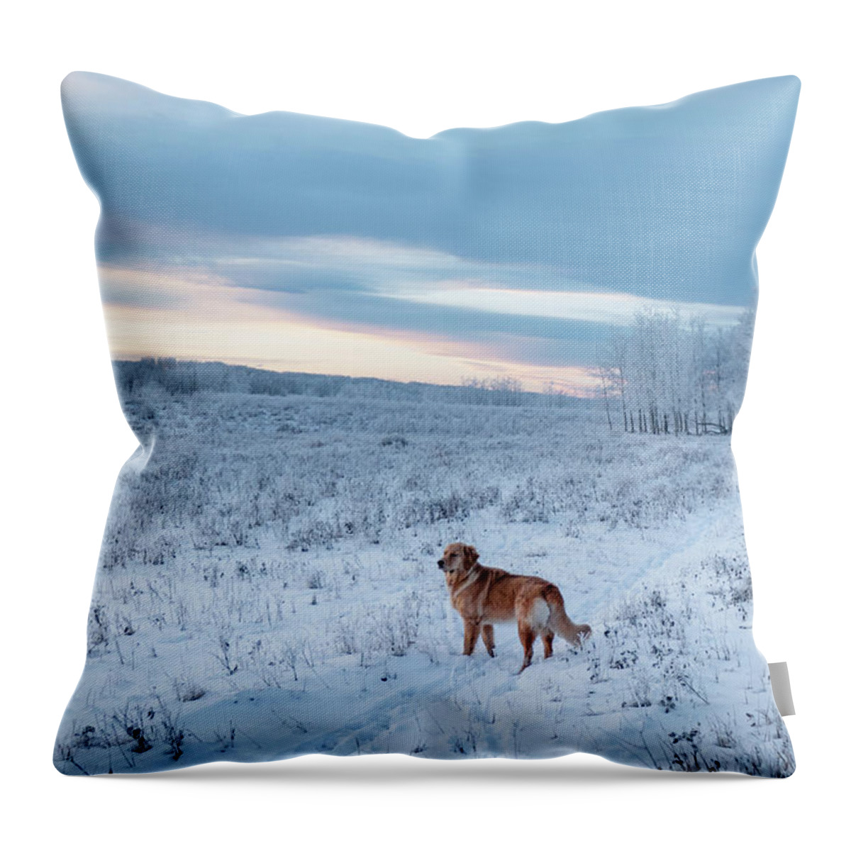 Dog Throw Pillow featuring the photograph Dog in an Alberta winter pasture by Karen Rispin