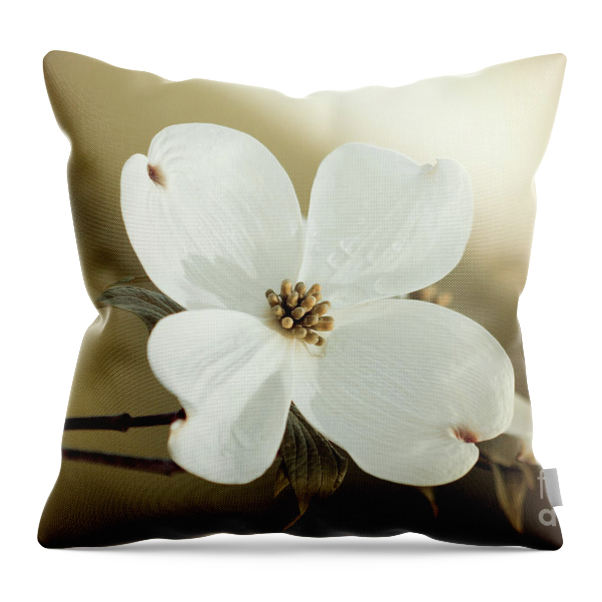 Dogwood; Dogwood Blossom; Blossom; Flower; Vintage; Macro; Close Up; Petals; Green; White; Calm; Horizontal; Leaves; Tree; Branches Throw Pillow featuring the photograph Dogwood in Autumn Hues by Tina Uihlein