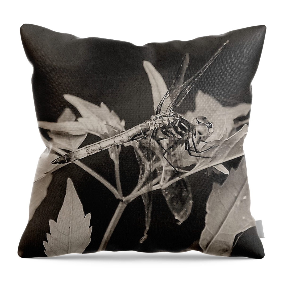 Dragon Fly Leaves Close Black White Throw Pillow featuring the photograph Dragon Fly by John Linnemeyer