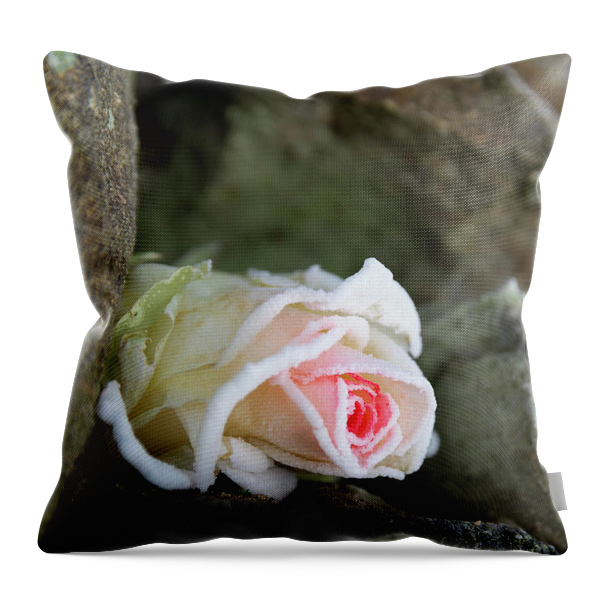 Rose Throw Pillow featuring the photograph Dream of the ice princess 2 by Adriana Mueller