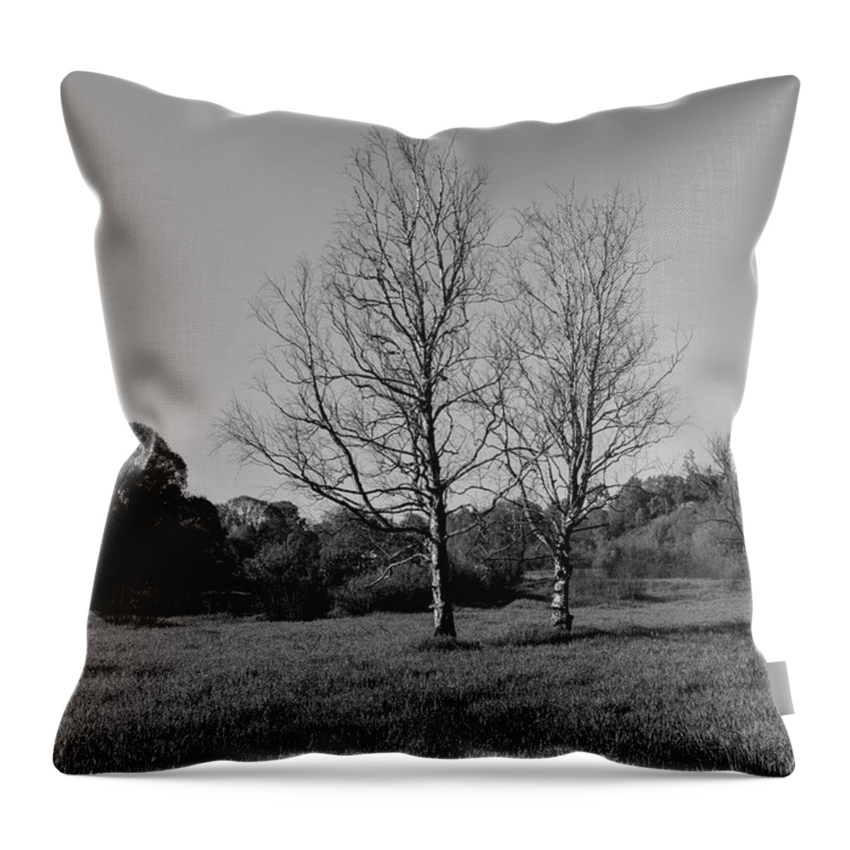 Trees Dry Out Over Time. B.w. Throw Pillow featuring the photograph Dry trees. by Sergei Fomichev