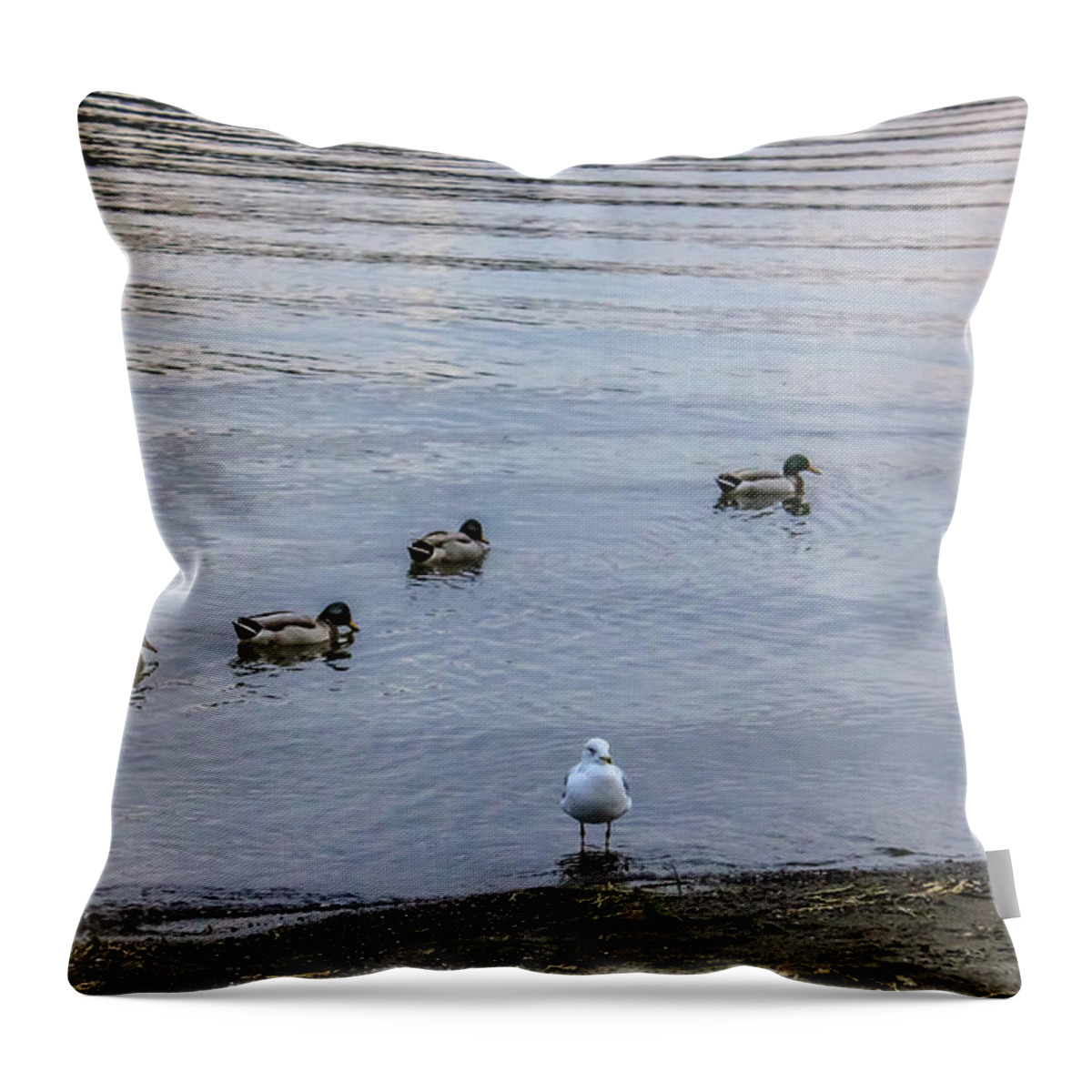 Ducks Throw Pillow featuring the photograph Ducks by Anamar Pictures