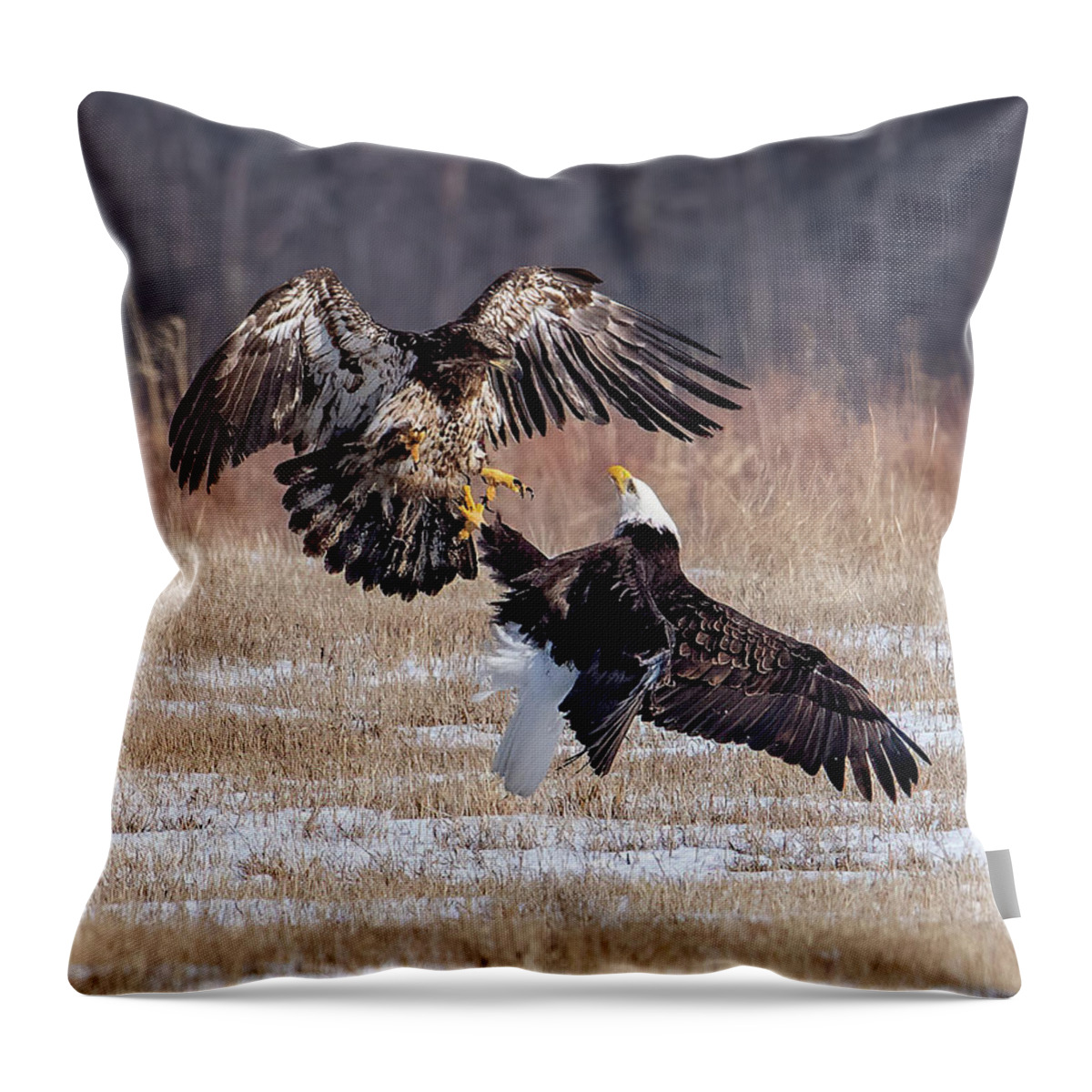 Eagle Throw Pillow featuring the photograph Dustup by Rod Best