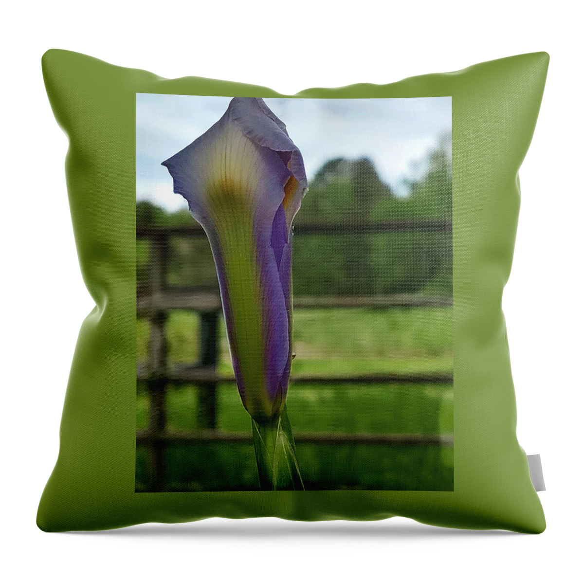 Iris Bud Throw Pillow featuring the digital art Dutch Iris Birthday by Pamela Smale Williams