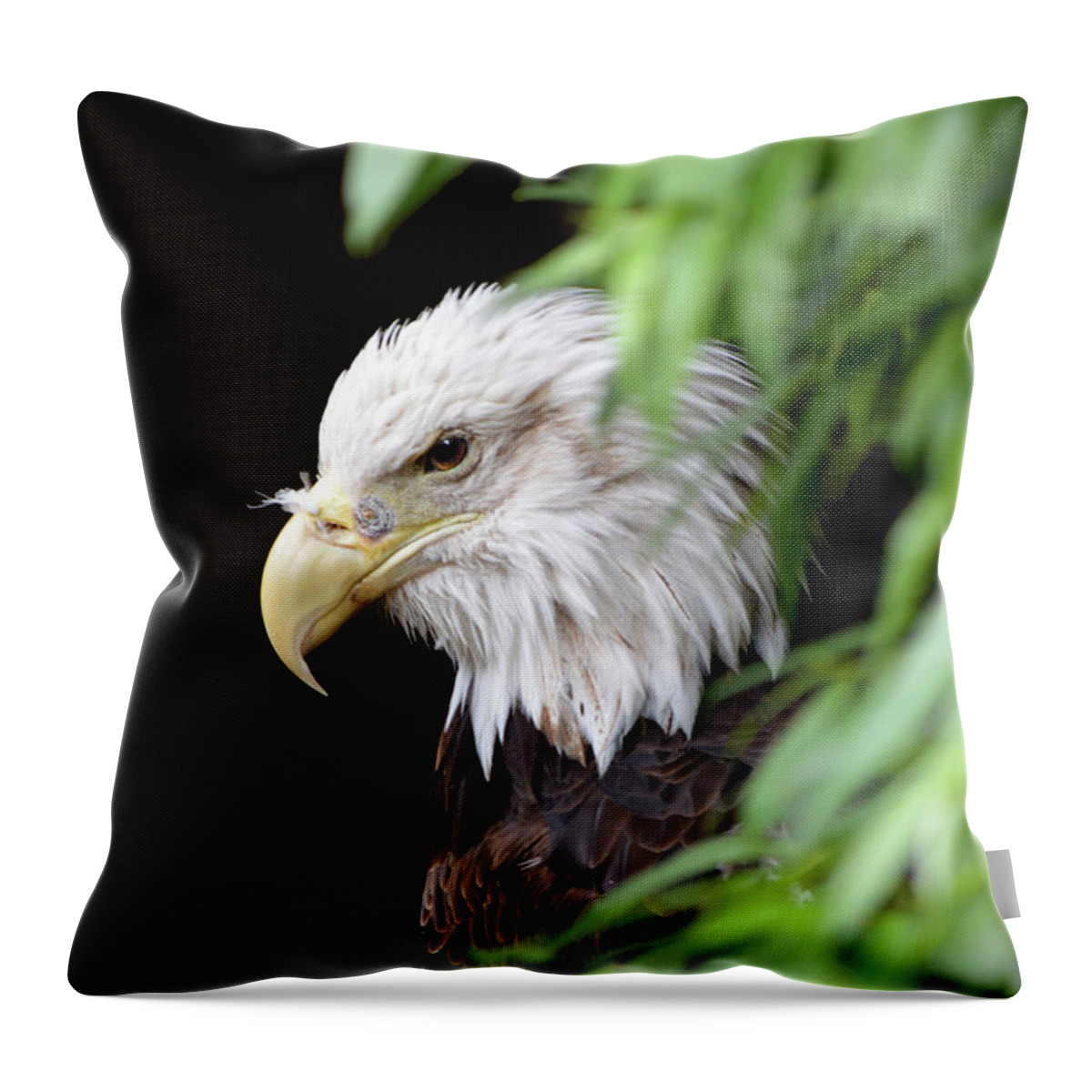 Eagle Throw Pillow featuring the photograph Eagle 2 by Deborah M