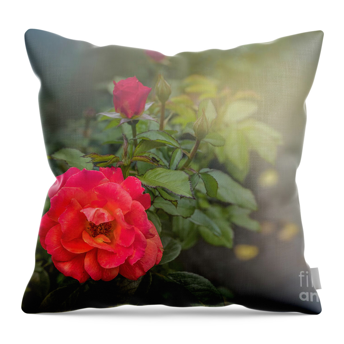 Rose Throw Pillow featuring the photograph Early Morning Roses by Shelia Hunt