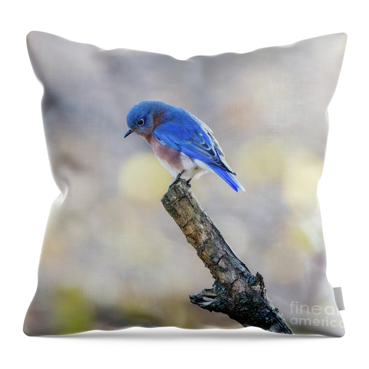 Bluebird Throw Pillow featuring the photograph Eastern Bluebird Bowed in Prayer by Sandra Rust