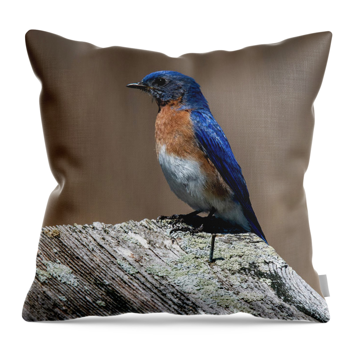 Bird Throw Pillow featuring the photograph Eastern Bluebird by Cathy Kovarik