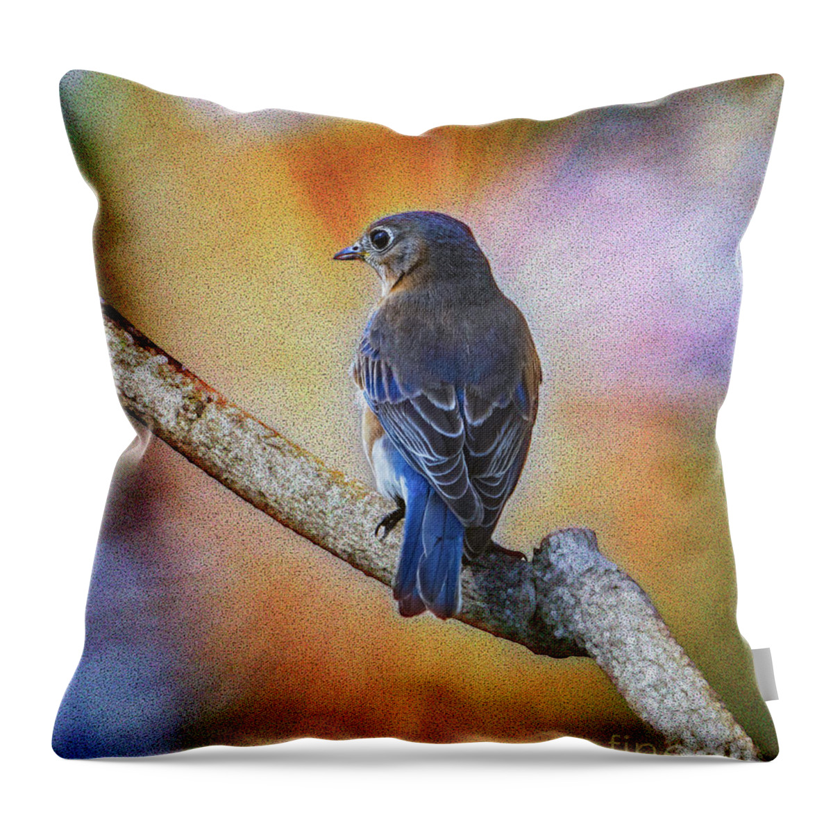 Bluebird Throw Pillow featuring the photograph Eastern Bluebird by Sandra Rust