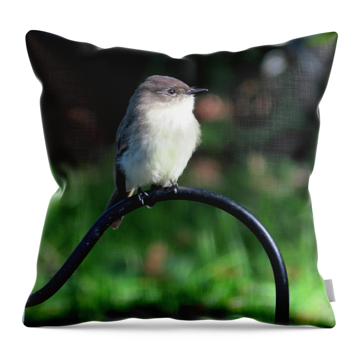 Birds Throw Pillow featuring the photograph Eastern Phoebe by Linda Stern