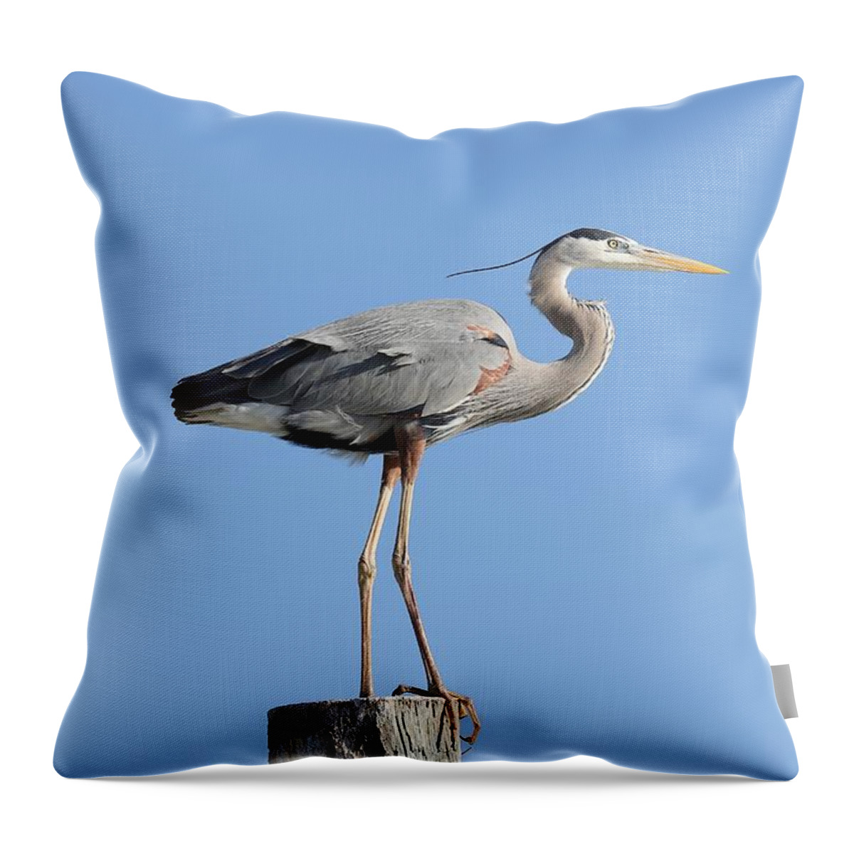 Great Blue Heron Throw Pillow featuring the photograph Elegant Great Blue Heron by Mingming Jiang