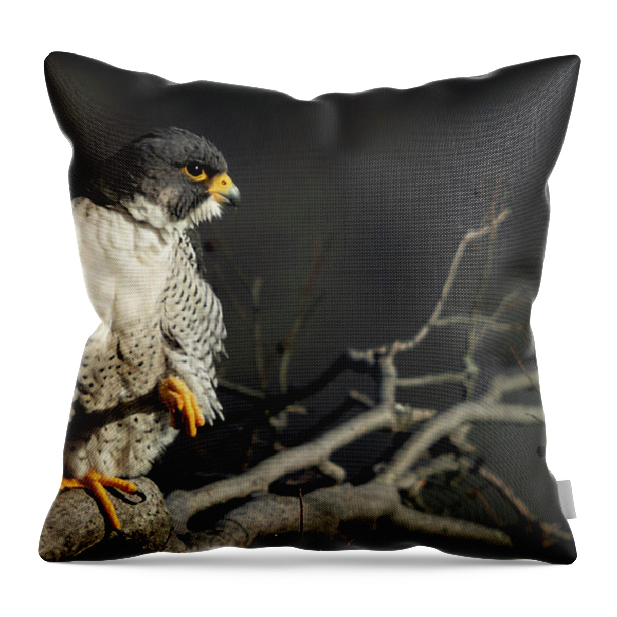 Falcon Throw Pillow featuring the photograph Eye of Steel by Alyssa Tumale