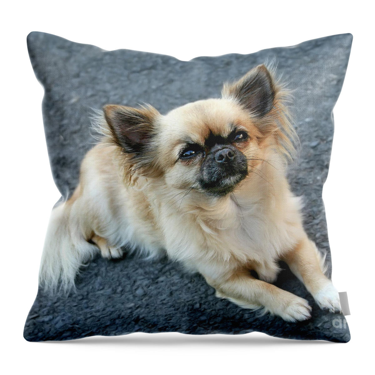Chihuahua Small Smallest Dog Lovely Character Beauty Beautiful Pet Animal Delightful Pastel Colours Wait Waiting Patiently Sitting Face Ears Eyes Nose Tail Four Legs Friend Look  Throw Pillow featuring the photograph Faithful Look, Chihuahua by Tatiana Bogracheva