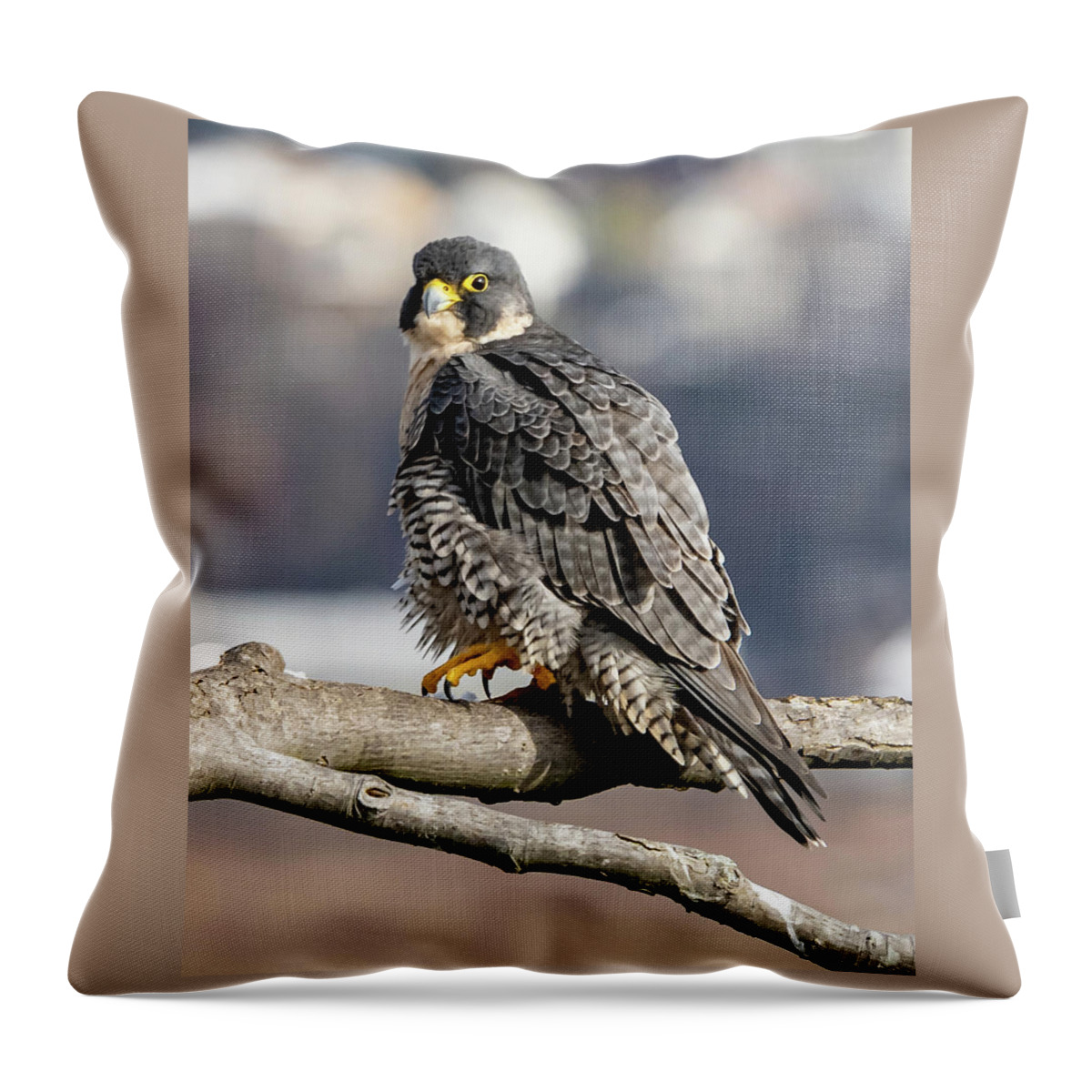 Birds Throw Pillow featuring the photograph Falcon in Winter-2 by Kevin Suttlehan