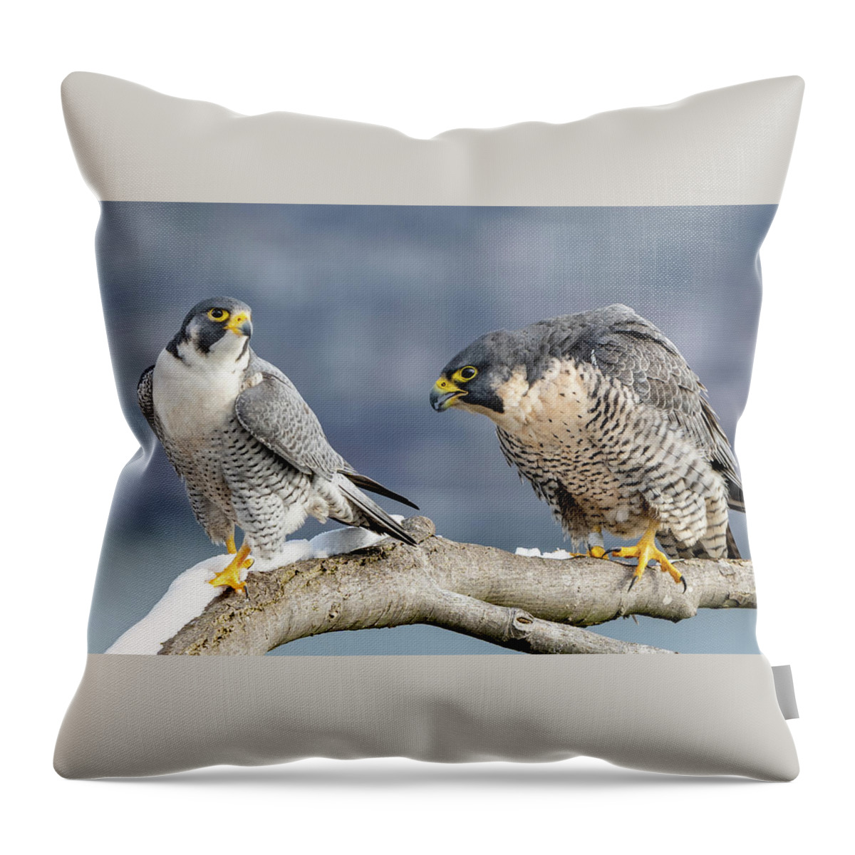 Birds Throw Pillow featuring the photograph Falcons in Winter by Kevin Suttlehan