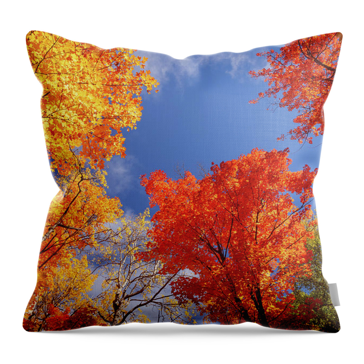 Abstract Throw Pillow featuring the photograph Fall colours by Manpreet Sokhi