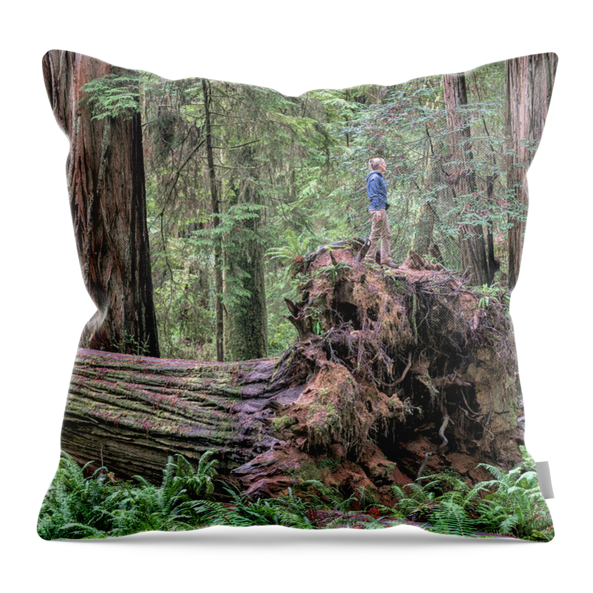 Boy Scout Trail Throw Pillow featuring the photograph Fallen Giant by Rudy Wilms