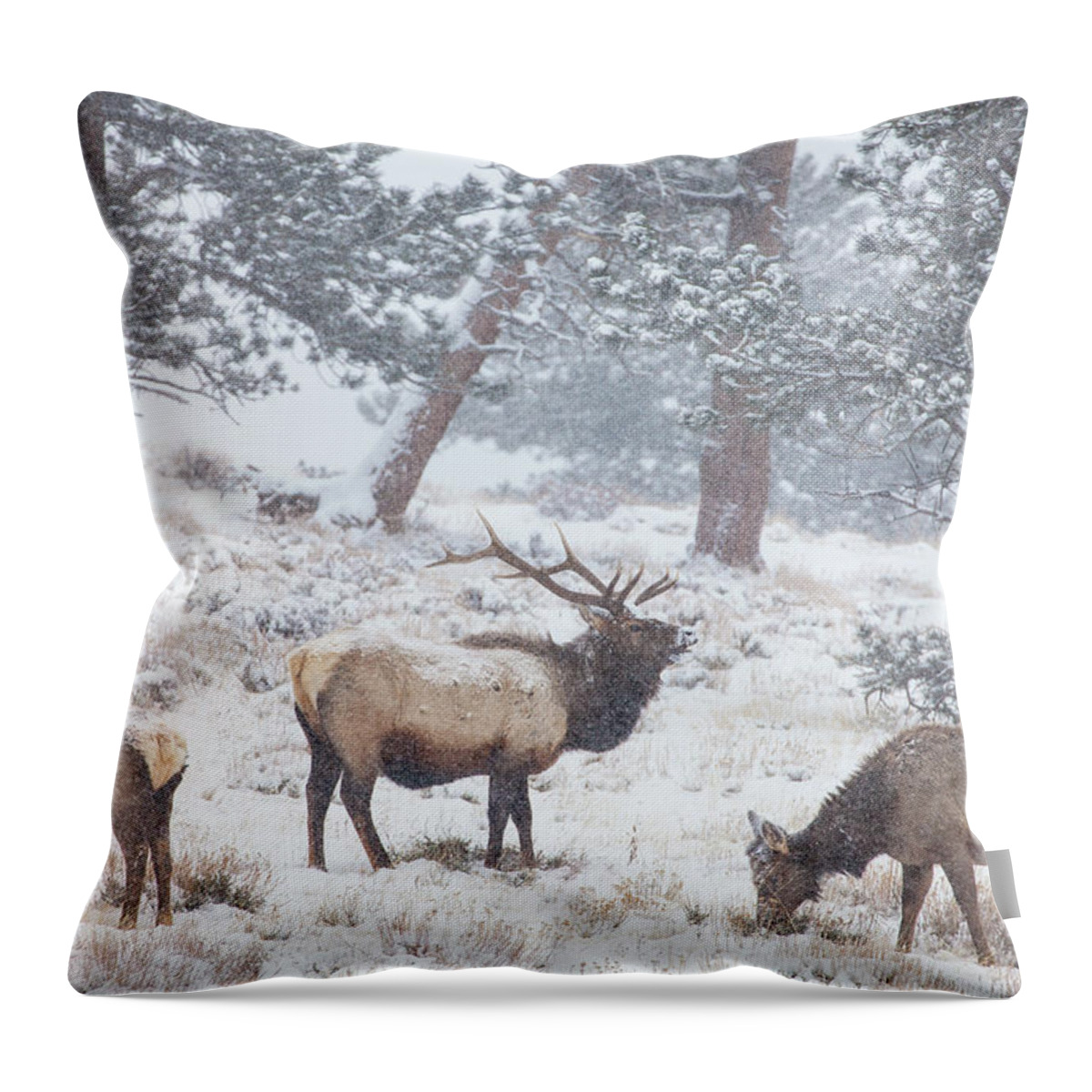 Elk Throw Pillow featuring the photograph Family Man by Darren White