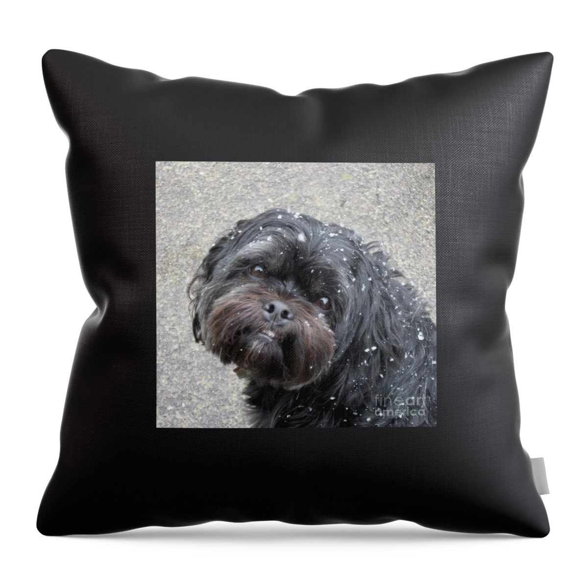 Newby Throw Pillow featuring the photograph Famous Baxter by Cindy's Creative Corner