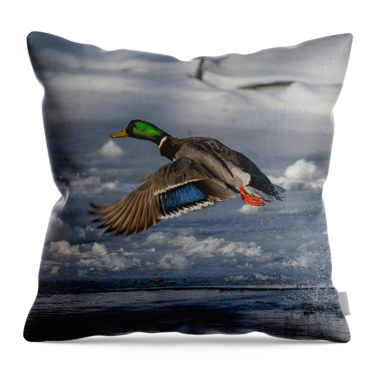 Bird Throw Pillow featuring the photograph Feathers on Display by Linda Bonaccorsi