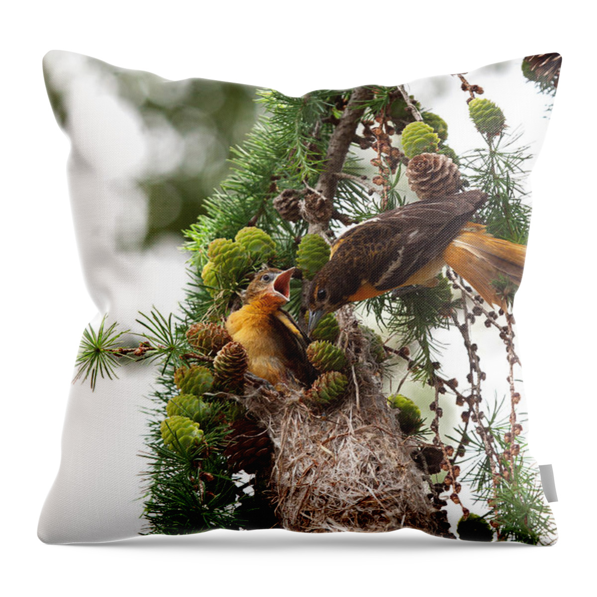 Oriole Throw Pillow featuring the photograph Feeding Time by Jayne Carney