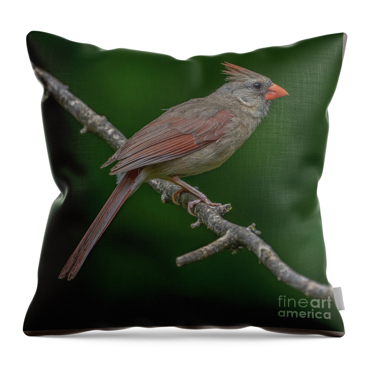 Female Cardinal Throw Pillow featuring the photograph Female Northern Cardinal in the Wild by Sandra Rust