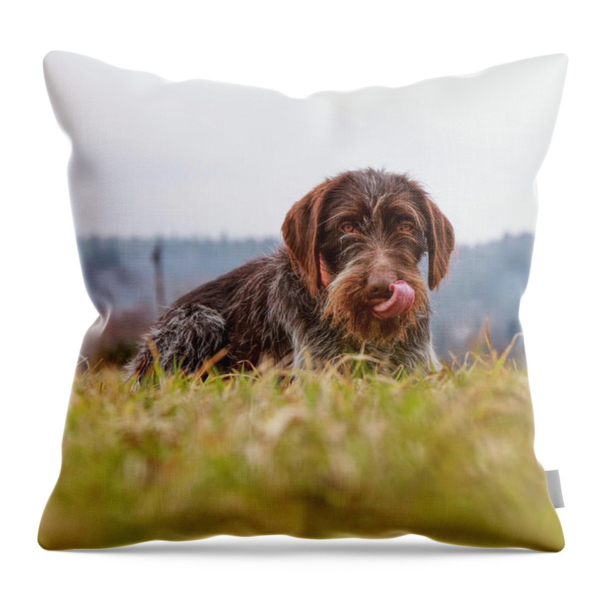 Bohemian Wire Throw Pillow featuring the photograph Female dog is laughing his head off. Bohemian wire dog is scratching her muzzle. Itchiness is evil. by Vaclav Sonnek