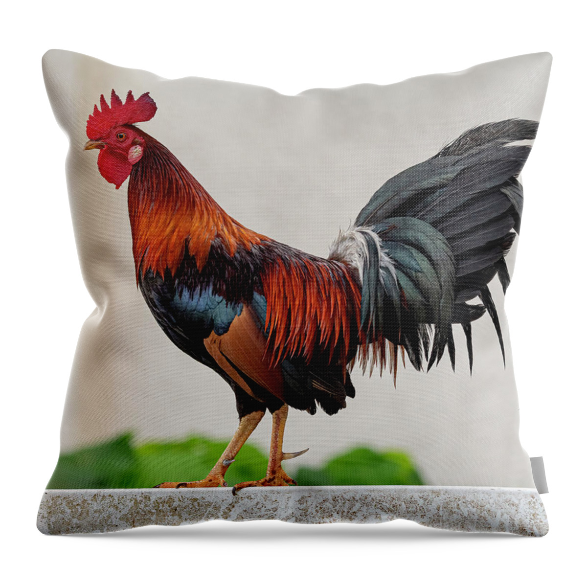 Feral Throw Pillow featuring the photograph Feral Rooster by Rick Mosher