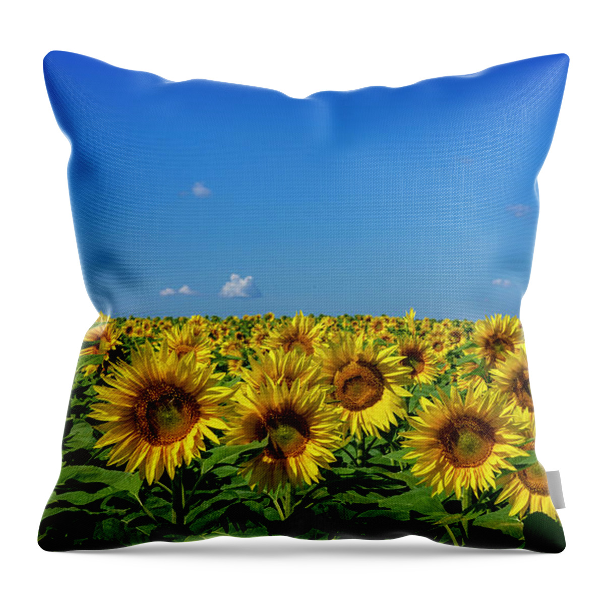 https://render.fineartamerica.com/images/rendered/default/throw-pillow/images/artworkimages/medium/3/field-of-sunflower-blooming-bright-yellow-flowers-against-the-blue-sky-igor-klyakhin.jpg?&targetx=-192&targety=0&imagewidth=864&imageheight=479&modelwidth=479&modelheight=479&backgroundcolor=646E22&orientation=0&producttype=throwpillow-14-14