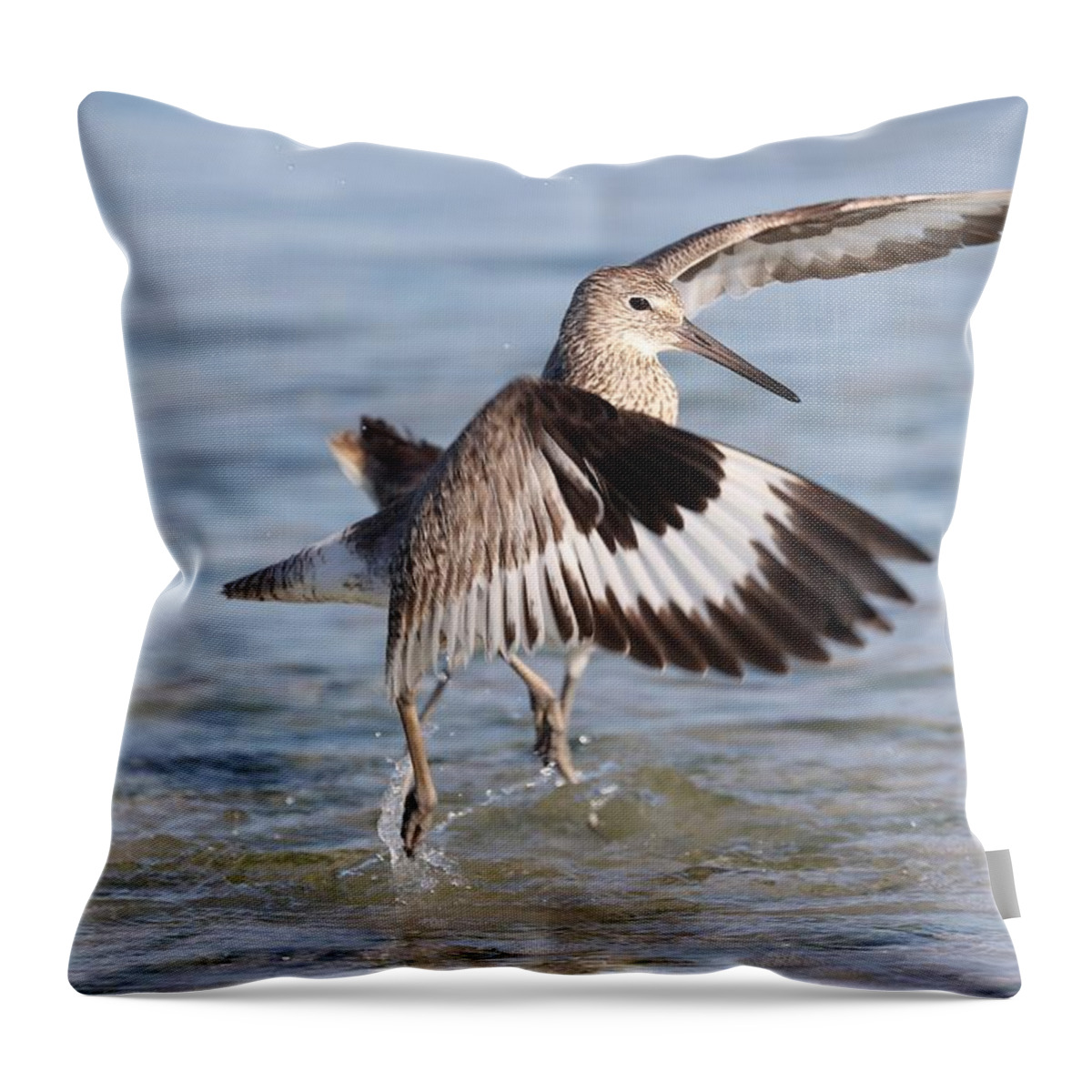 Willet Throw Pillow featuring the photograph Fight between Two Willets by Mingming Jiang