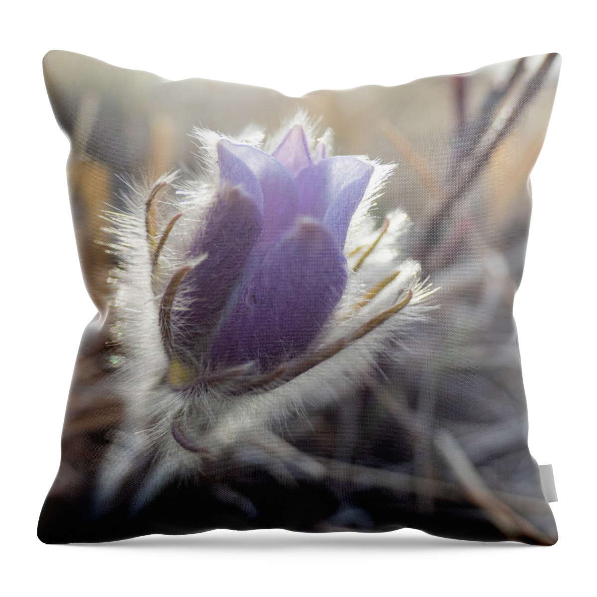 Crocus Throw Pillow featuring the photograph First Spring Prairie Crocus Flower by Karen Rispin