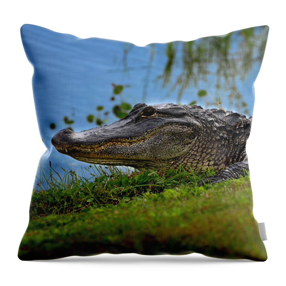 Aligator Throw Pillow featuring the photograph Florida Gator 3 by Larry Marshall