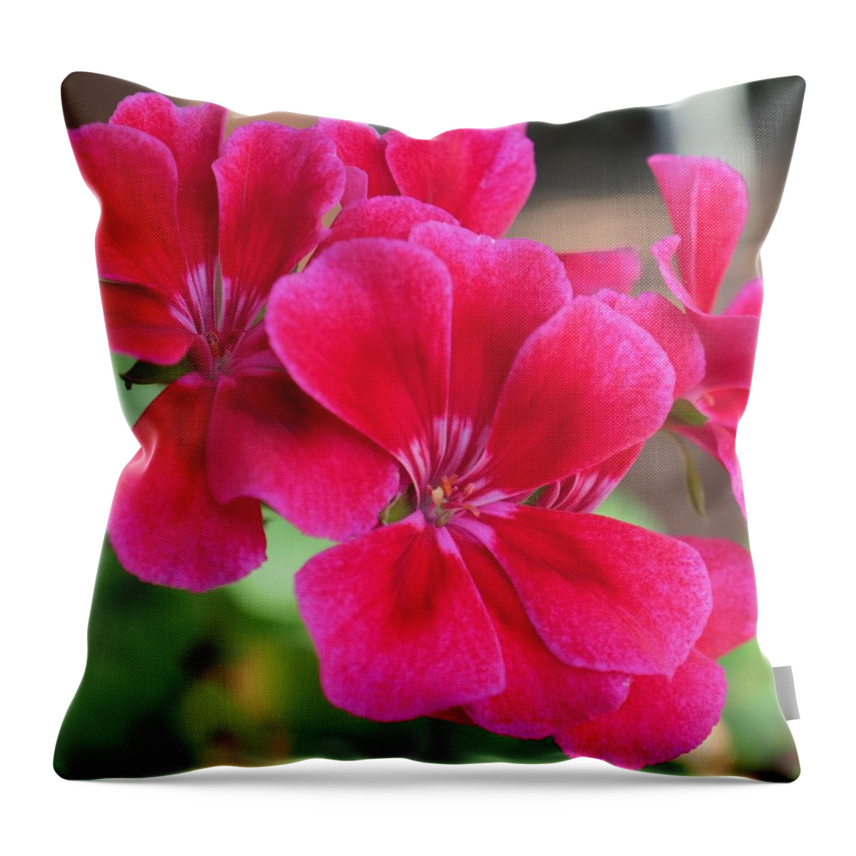 Red Throw Pillow featuring the photograph Flower in bloom 6 by C Winslow Shafer