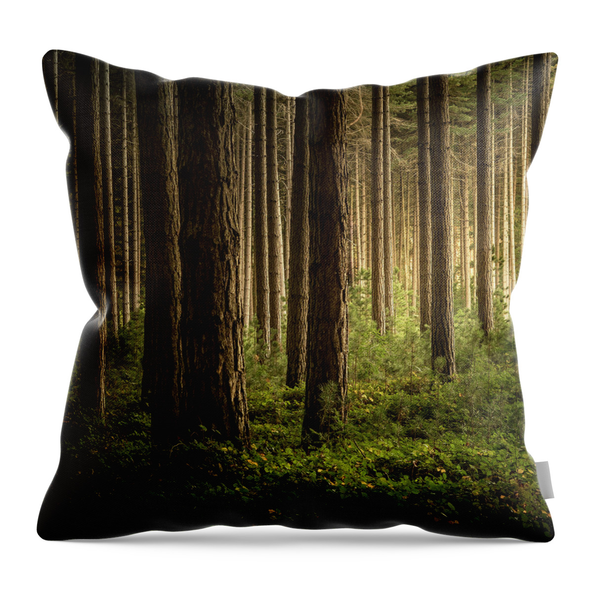 Landscape Throw Pillow featuring the photograph Forest Light by Grant Galbraith