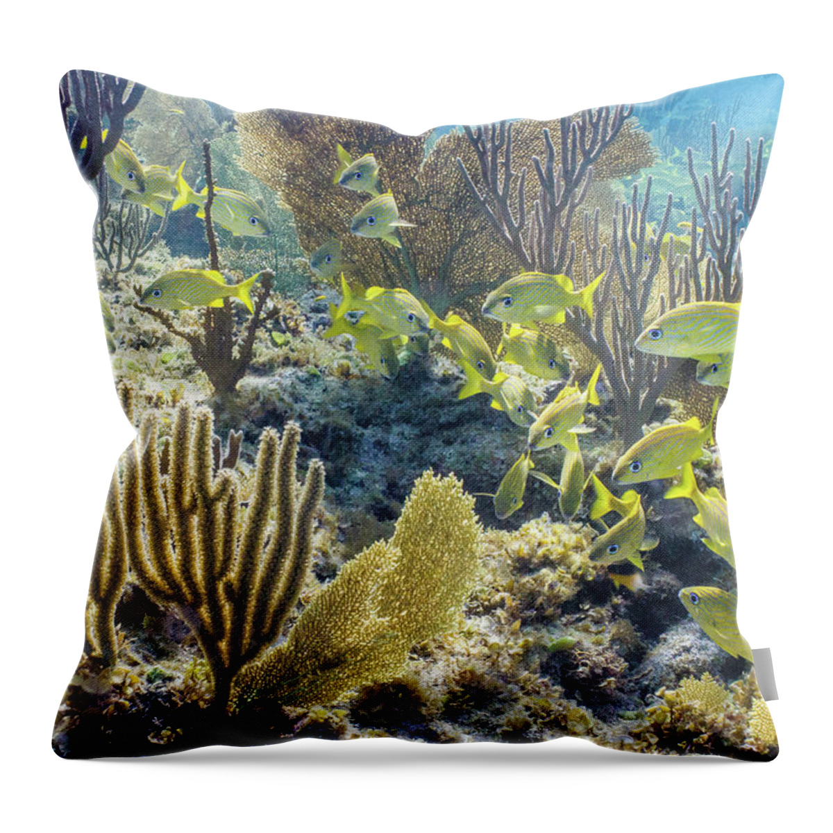 Animals Throw Pillow featuring the photograph French Class by Lynne Browne